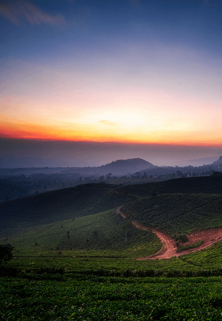 Kabut pagi di Kebun Teh Ciater
